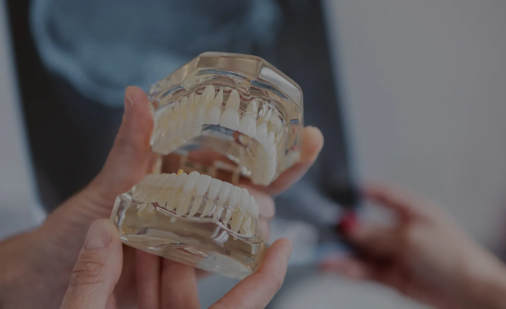 Dentist holding a clear model of a full set of teeth